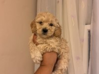 Maltipoo Bebeklerimiz