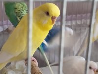 Envai Çeşit Muhabbet Kuşu
