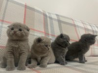 40 günlük safkan A kalite british shorthair yavrular