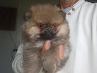 Orijinal Pomeranian Boo