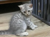 BRİTİSH SHORTHAİR 2 ADET DİŞİ YAVRU