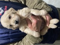 İrk garantili baby Face Golden Retriever yavrular