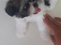 sahiplendirilicektir shih tzu