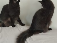 Wcf kayıtlı yetişkin erkek ve dişi maine coon