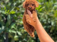 Poodle pati ver sizler için burada