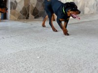 İkiside 4 aylık dişi rottweiler bilgi için lütfen whatsapp