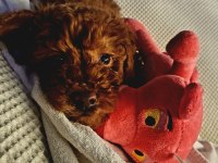 2 Aylık Orjinal Toy poodle büyümeyen koyu kahverengi