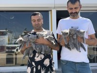 Oyuncak gibi Brıtısh Shorthaır yavrular Ankara mağaza 