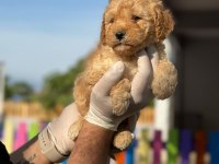 Maltipoo Kapıda Ödeme ve Kredi Kartı İmkânı Mevcuttur