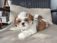 Mükemmel kalite shih tzu uygun isteyene