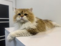 British longhair kısır oğlan