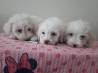 Maltese terrier bebekler