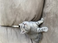 British Shorthair Yavrularımız