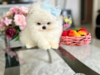 3 EFSANE SIFIR BURUN POMERANİAN PRENSESLER