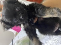 3 aylık tatlış pekinez yavrumuz