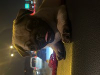 2 Aylık Pug gül kuyruk sıfır burun