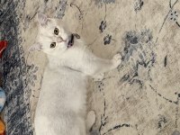Çok acil Satılık Erkek 8 Aylık British Shorthair