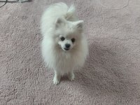 Pomeranian boo 1 yaşında