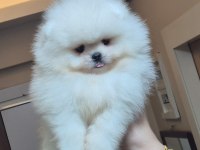 AYICIK YÜZ ORİJİNAL IRK POMERANİAN BOO