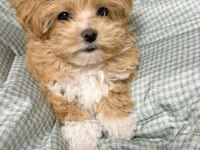 Maltipoo kg garantili yavrularımız