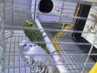 2 Adet Muhabbet Kuşu