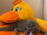 Scottish fold kedimizi sahiplendiriyoruz.