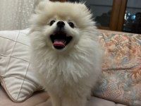 3 aylık safkan pomeranian