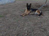 KALİTE İSTEYENLER ALMAN KURDU