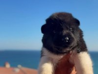 Amerikan Akita Yavruları
