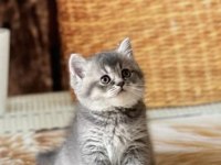 Brıtısh Shorthair Sılver Yavrularım