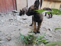 Orjinal MASKELİ aşırı hareketli belçika kurdu