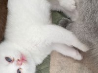 Yavru british shorthair cana yakın cins