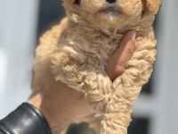 Petmode köpek çiftliğinden tea cup maltipoo