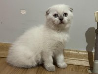 2 AYLIK BRİTİSH VE SCOTTİSH BLUEPOİNT SHORTHAİR YAVRULAR