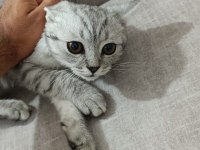 4 YAVRU KEDİMİZ MEVCUT