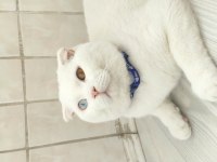 Scottish fold odd eyes