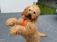 3 Aylık Eğitimleri Tam Toy Poodle
