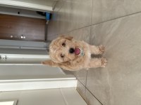 Maltipoo 3,5 aylık