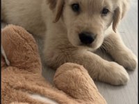Golden Retriever Yavrusu