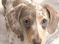 A Kalite Isabella Merle Dacshund Sosis Bebekler Aşılı