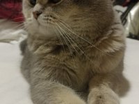 Scottish fold ve british yavrularımız 40 günlük