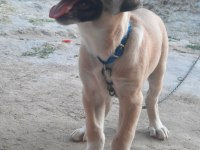 ŞECERELİ ANADOLU ÇOBAN KÖPEĞİ