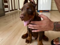 Şampiyon kan hattı A scr(Kif-FCI) özel renk doberman