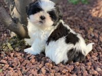 Irk ve Sağlık Garantili Shih-Tzu Yavrular