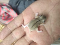 Gonzales hamster yavruları acil sahiplendirme