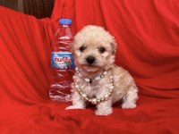 2.5 aylık dişi erkek maltipoo yavruları