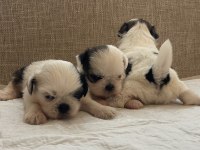 Shih tzu bebekleri