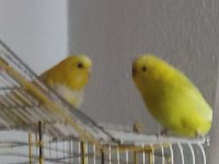 2 TANE DİŞİ MUHABBET KUŞU