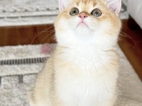 Safkan British Shorthair Golden by11 erkek yavru
