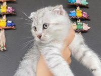 Gri ve silver scottish fold bebekler